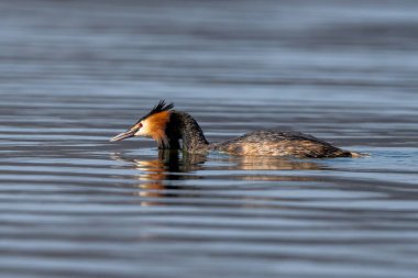 Gölde yüzerken yiyecek arayan Büyük İbikli Yunus Kuşu