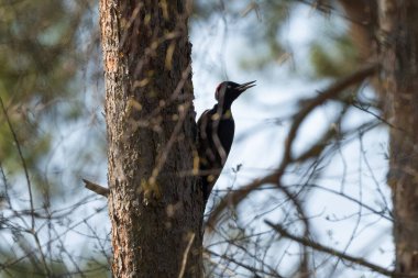 Ormandaki Ağaçtaki Siyah Ağaçkakan