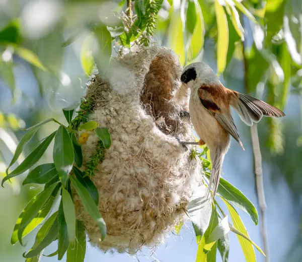 Reeves Kuş Yuvasını Baharda Yapıyor