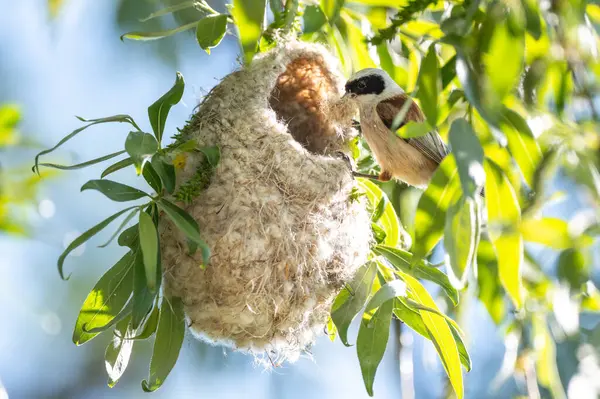 Reeves Kuş Yuvasını Baharda Yapıyor