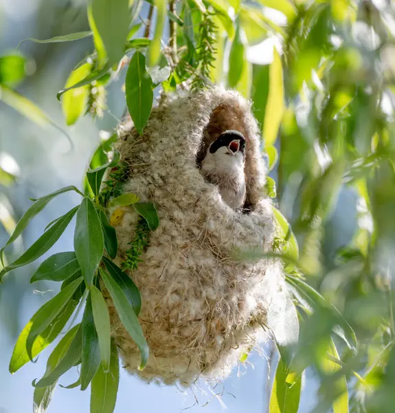 Reeves Kuş Yuvasını Baharda Yapıyor