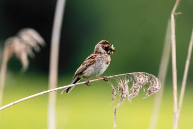 Dişi Reed Bunting, Piliçleri Beslemek İçin Böcekleri Gagasında Tutuyor