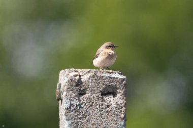 Kuzey Wheatear 'lı Kadın Bulanık Arkaplanda Eylemde