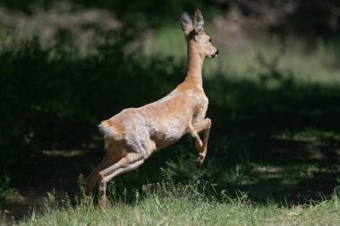 İlkbaharda Ormanda Geyik Koşuyor