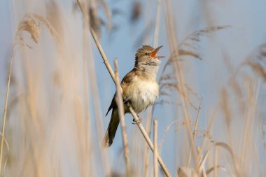 Büyük Reed Warbler Sazlıkta Şarkı Söylüyor