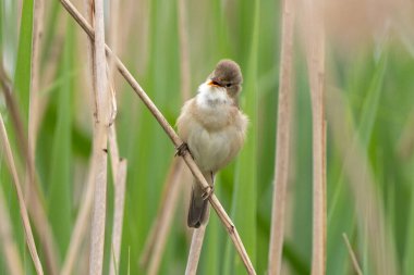 Büyük Reed Warbler Sazlıkta Şarkı Söylüyor