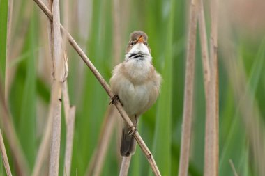 Büyük Reed Warbler Sazlıkta Şarkı Söylüyor