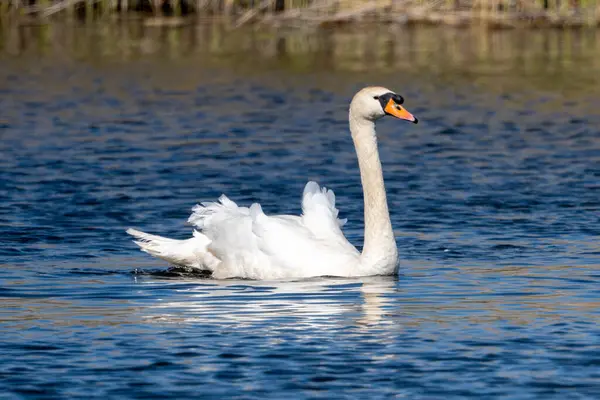Orman Gölündeki Dilsiz Kuğu
