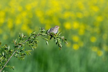 Mısır Tavşanı Şubede Hareket Ediyor