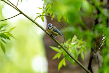 Eurasian Blue Tit Sits On A Tree Branch