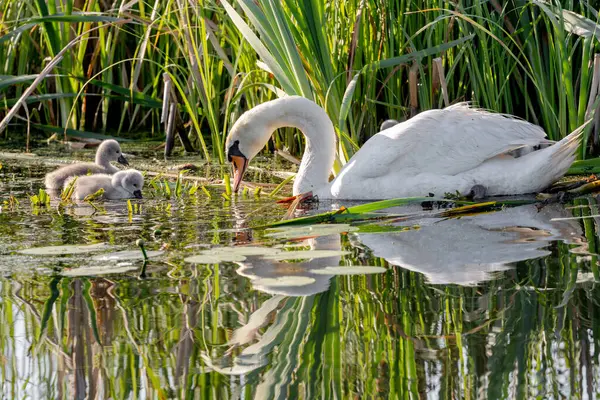 Piliçlerle Gölette Dilsiz Kuğu