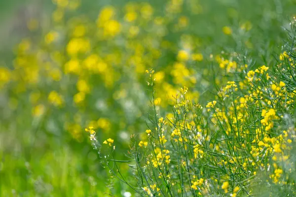 Sarı Tecavüztohumu Çiçekleri Bulanık bir arkaplanda Çiçek açıyor
