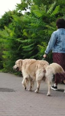 Summer Park 'ın üzerinde sevimli bir köpekle yürüyen kız, dikey video.