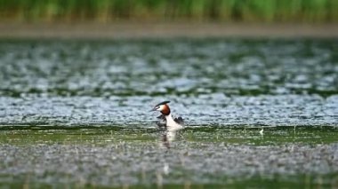 Göle geri dönen piliçle Büyük Armalı Grebe