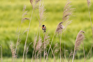 Avrupalı Erkek Taş Devri Sazlıkta Şarkı Söylüyor
