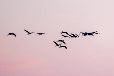 Pembe bir gökyüzüne uçan gri turna sürüsü