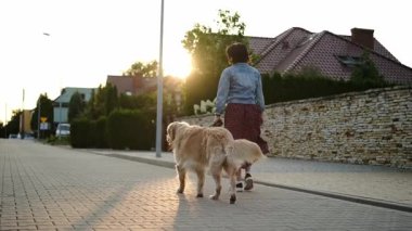 Dişi köpek sahibi, günlük rutinin bir parçası olarak gün batımında sevimli bir altın av köpeği ile yürüyor.