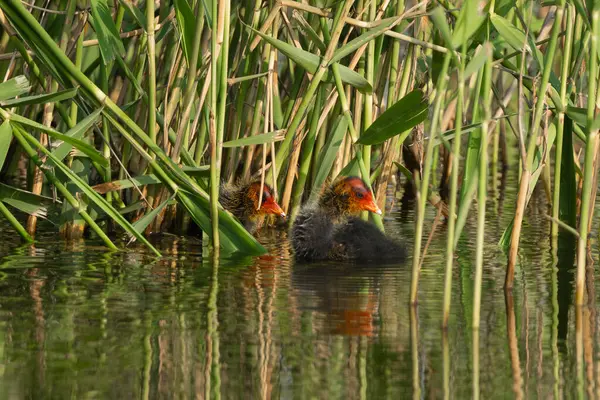 Avrasyalı Coot Chick Gölde Büyüyor