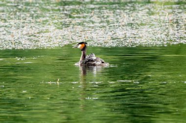 Göle geri dönen piliçle Büyük Armalı Grebe