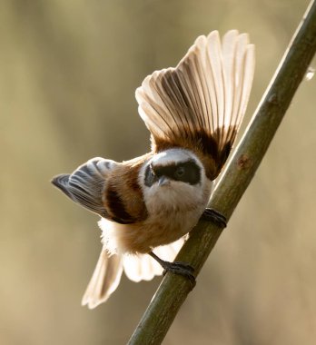 Eurasian Penduline Tit Bird On A Branch