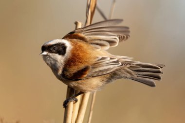 Eurasian Penduline Tit Bird On A Branch