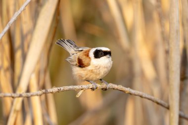 Eurasian Penduline Tit Bird On A Branch