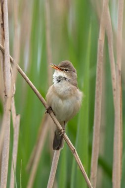 Büyük Reed Warbler Sazlıkta Şarkı Söylüyor