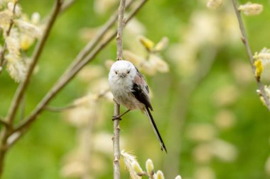 Wildlife Photograph Of A Long-Tailed Tit Bird On A Branch
