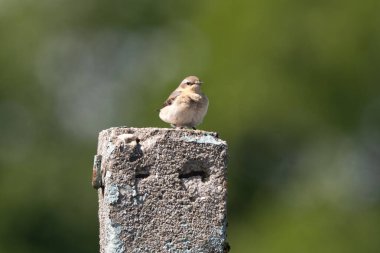 Kuzey Wheatear 'lı Kadın Bulanık Arkaplanda Eylemde