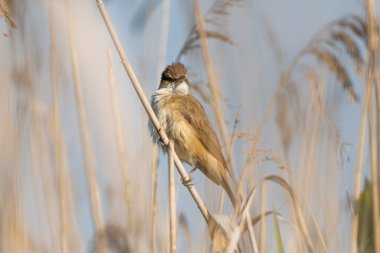 Büyük Reed Warbler Sazlıkta Şarkı Söylüyor