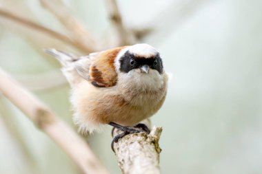 Vahşi Doğanın Dalındaki Remiz Kuşu