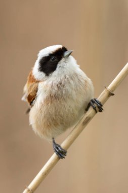Vahşi Doğanın Dalındaki Remiz Kuşu