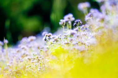 Phacelia Arılarla Çiçek Açtı