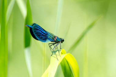 Yusufçuk Çimenlerde Oturuyor Yakından Görünüşte