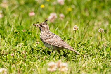 Çimenlerde böcek arayan tarlakuşu.