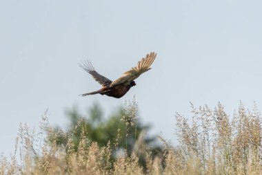 Uçuşta Yaygın Kadın Sülünü Yuvası