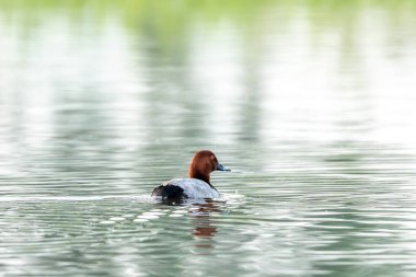 Gölde Ortak Pochard