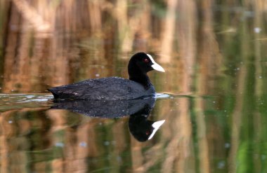 Avrasya Kuzu Gölü ya da Gölde Yüzüyor