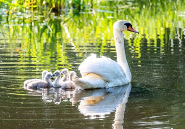 Piliçlerle Gölde Dilsiz Kuğu