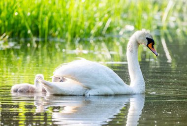 Piliçlerle Gölde Dilsiz Kuğu