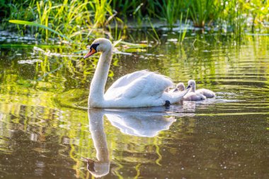 Gölette Piliçlerle Dilsiz Kuğu