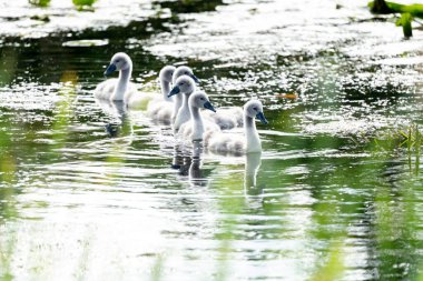 Dilsiz Kuğu Piliçleri Gölde Büyüyor