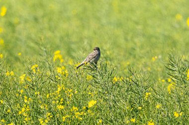 Mısır Tavşanı Tarlada Dalda Oturuyor