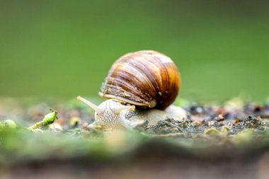 Bulanık bir arka planda Ormanda Dolaşan Salyangoz
