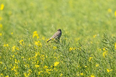 Mısır Tavşanı Tarlada Dalda Oturuyor