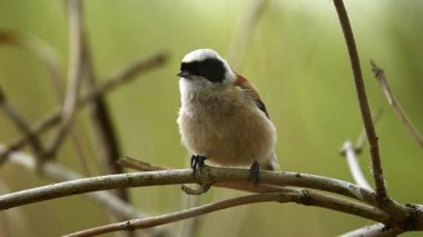 Baharda dallara tüneyen küçük kuş.
