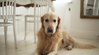 Sevimli Golden Retriever Dog Evinde yerde yatıyor