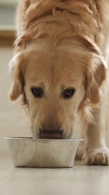 Sevimli Golden Retriever Dog Yemek Kasesinden İçme Suyu Yakından, Dikey Video