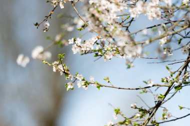 Çiçek açan kayısı ağacı Bir bahar arkaplanı gibi