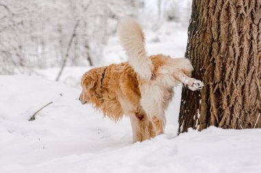 Kış parkındaki bir ağaca işeyen altın av köpeği.